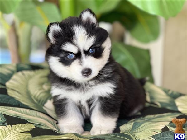 Puppy Pomsky Picture 1